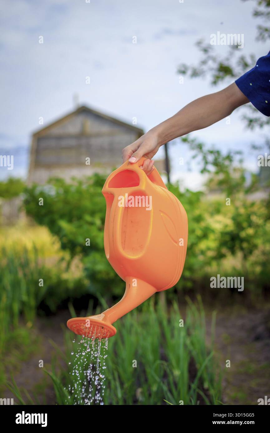 Die Bewässerung der Betten aus einer Gießkanne. Pflege der Betten. Die Pflege von Pflanzen. Wasser aus dem Luica. Wasserstrahl nach unten Stockfoto