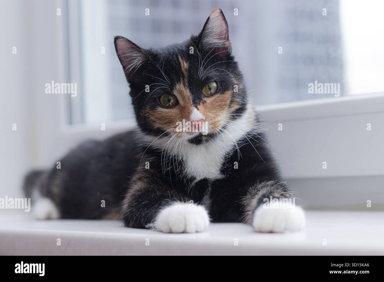 Wunderschöne farbige Katze, die auf einer Fensterbank sitzt und zum Fenster blickt. Artikel über Haustiere. Artikel über Tierklassen. Cat dreifarbig Stockfoto