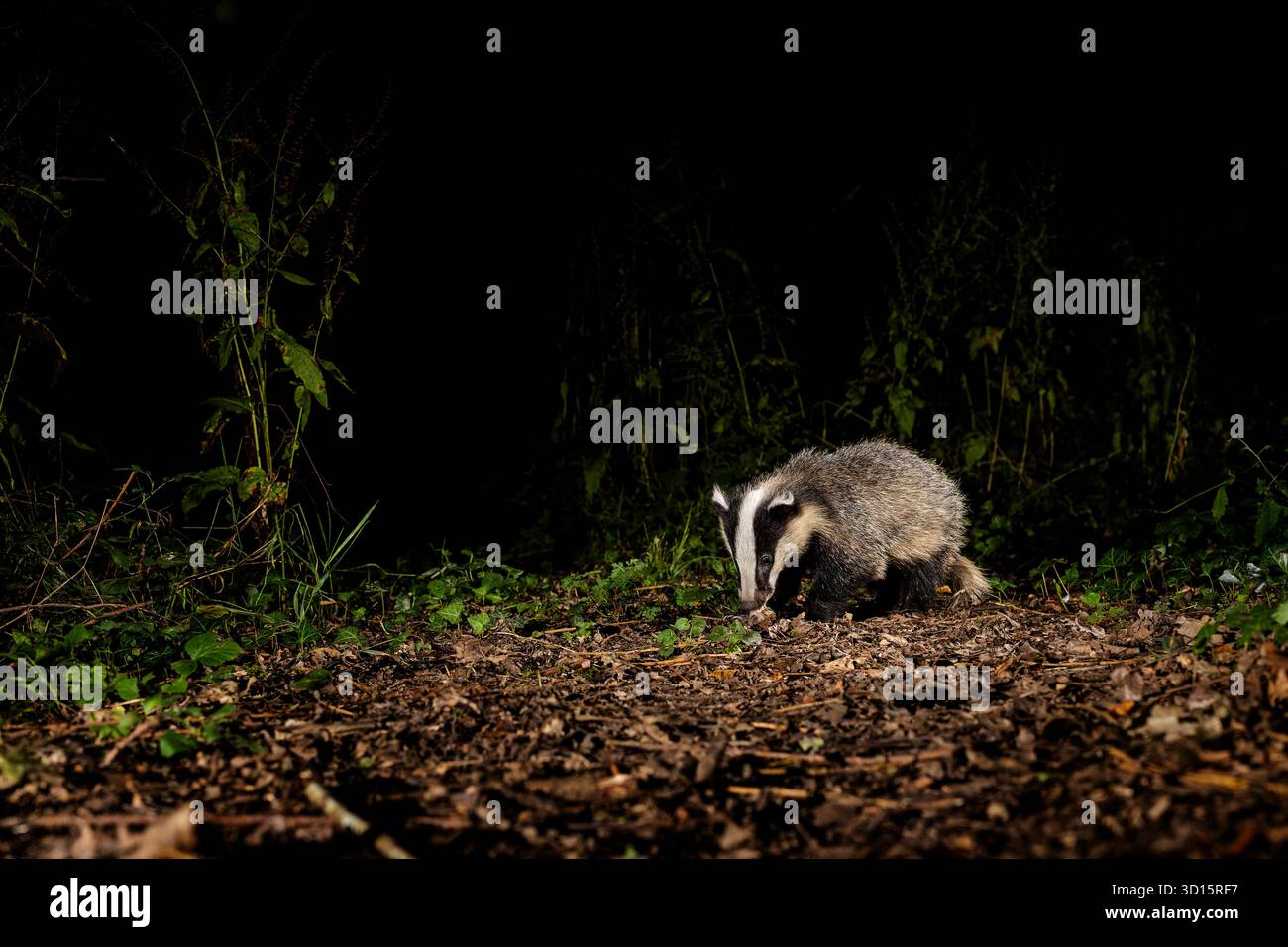Europäischer Dachs Meles meles Fütterung bei Nacht Stockfoto