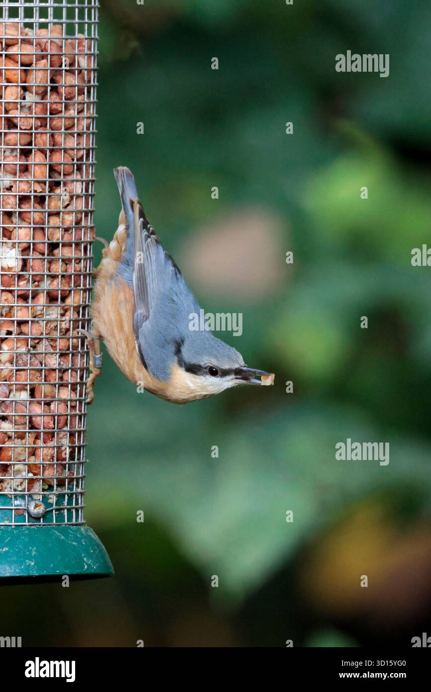 Nuthatch Sitta europaea, blau grau Oberteile orange Büffelunterteile meißelartige Schnur Schwarze Augenstreifen weiße Wangen kurzer Schwanz Stockfoto