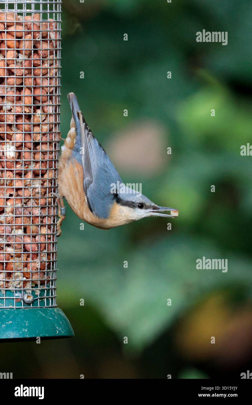Nuthatch Sitta europaea, blau grau Oberteile orange Büffelunterteile meißelartige Schnur Schwarze Augenstreifen weiße Wangen kurzer Schwanz Stockfoto
