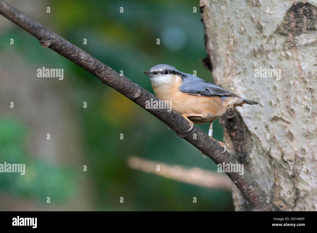 Nuthatch Sitta europaea, blau grau Oberteile orange Büffelunterteile meißelartige Schnur Schwarze Augenstreifen weiße Wangen kurzer Schwanz Stockfoto