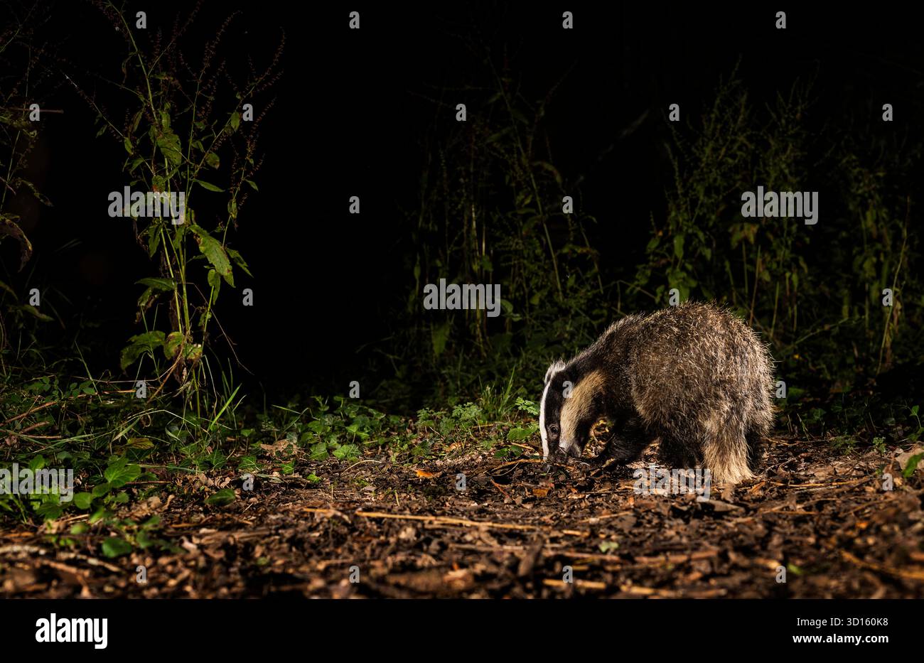 Europäischer Dachs Meles Fütterung nachts Stockfoto