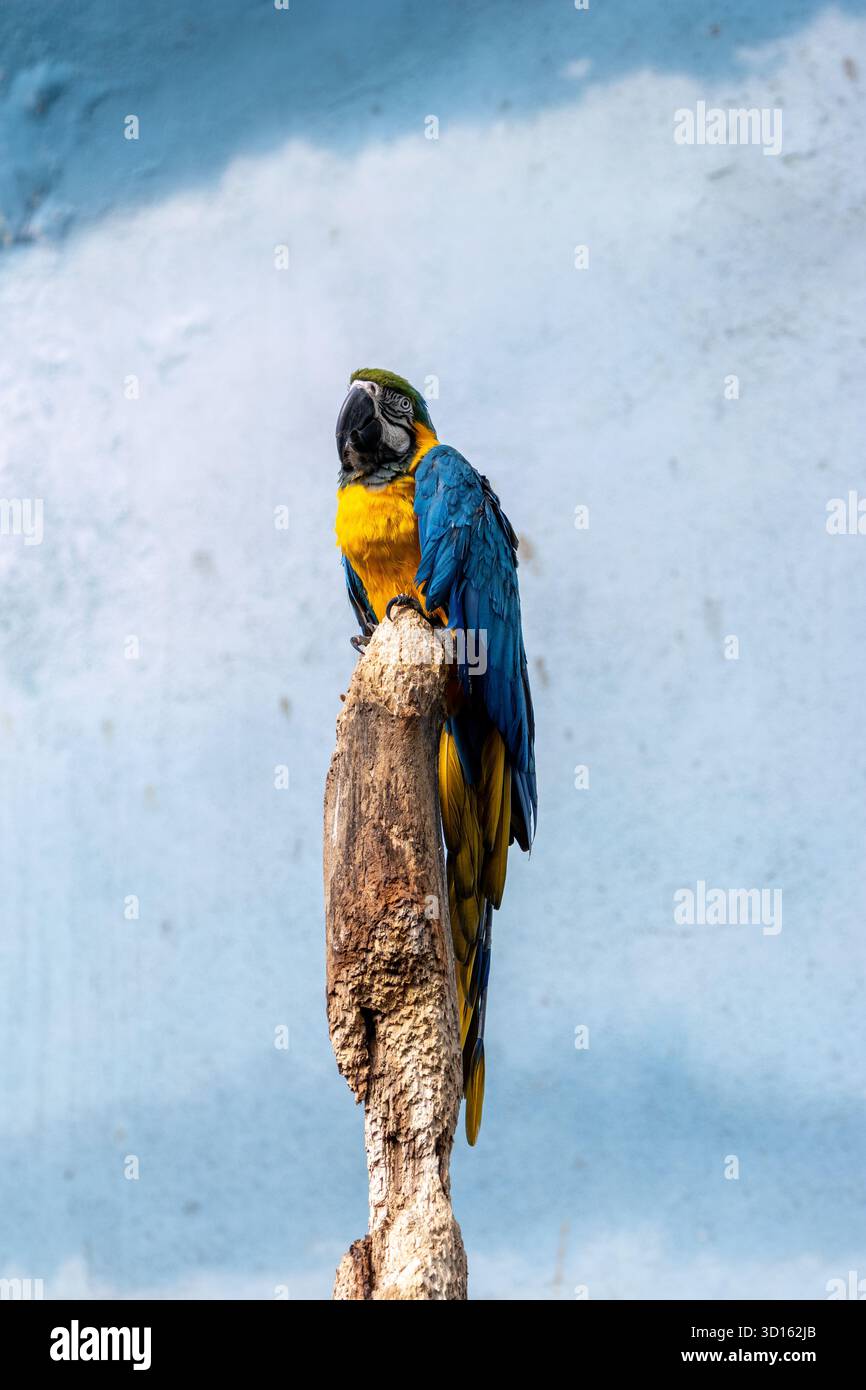Dieser lebhafte Papagei besticht durch sein leuchtendes blaues und goldgelbes Gefieder. Er ernährt sich hauptsächlich von Früchten, Nüssen und Samen aus dem Regenwalddach. Foto c Stockfoto