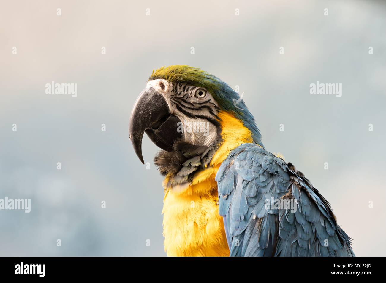 Dieser lebhafte Papagei besticht durch sein leuchtendes blaues und goldgelbes Gefieder. Er ernährt sich hauptsächlich von Früchten, Nüssen und Samen aus dem Regenwalddach. Foto c Stockfoto
