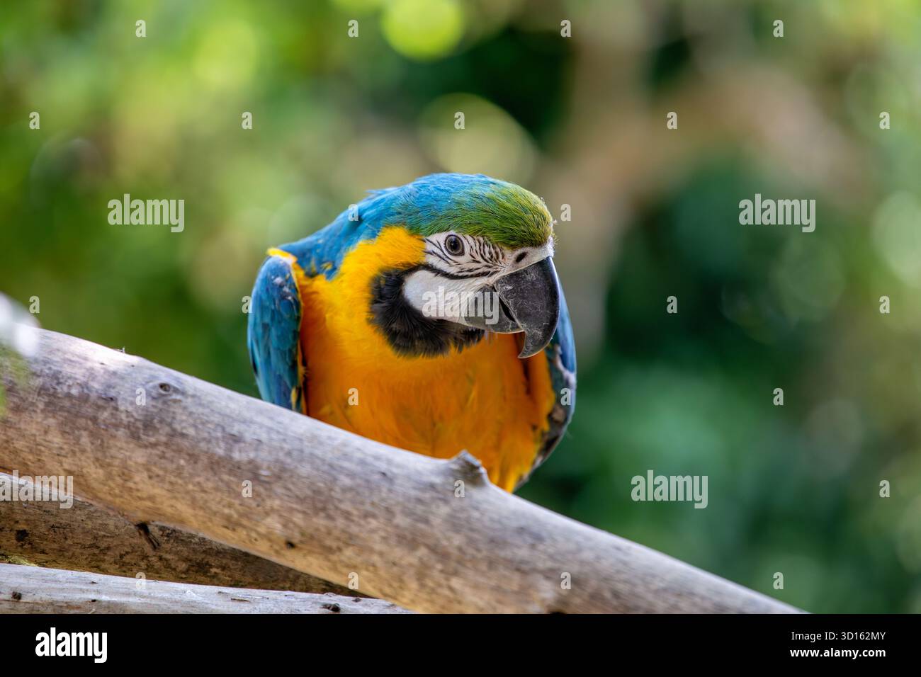 Dieser lebhafte Papagei besticht durch sein leuchtendes blaues und goldgelbes Gefieder. Er ernährt sich hauptsächlich von Früchten, Nüssen und Samen aus dem Regenwalddach. Foto c Stockfoto
