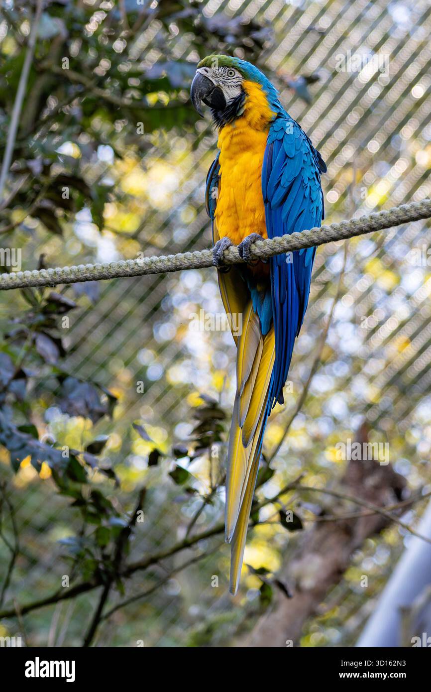 Dieser lebhafte Papagei besticht durch sein leuchtendes blaues und goldgelbes Gefieder. Er ernährt sich hauptsächlich von Früchten, Nüssen und Samen aus dem Regenwalddach. Foto c Stockfoto