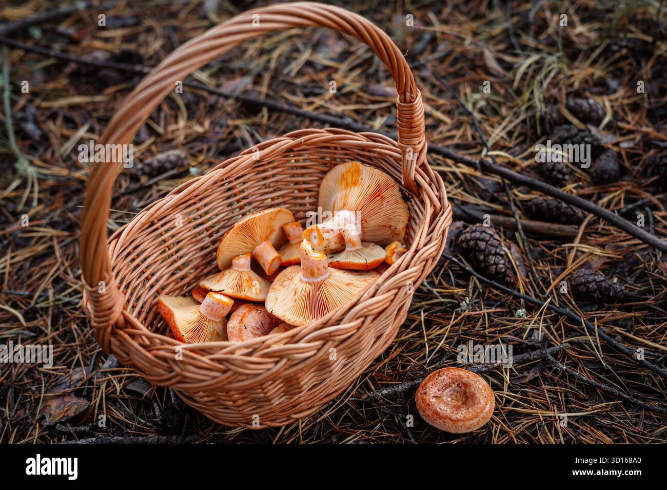 Korb gefüllt mit frisch geernteten Lactarius deliciosus (Safranmilchkappe) Pilzen auf Waldboden. Stockfoto