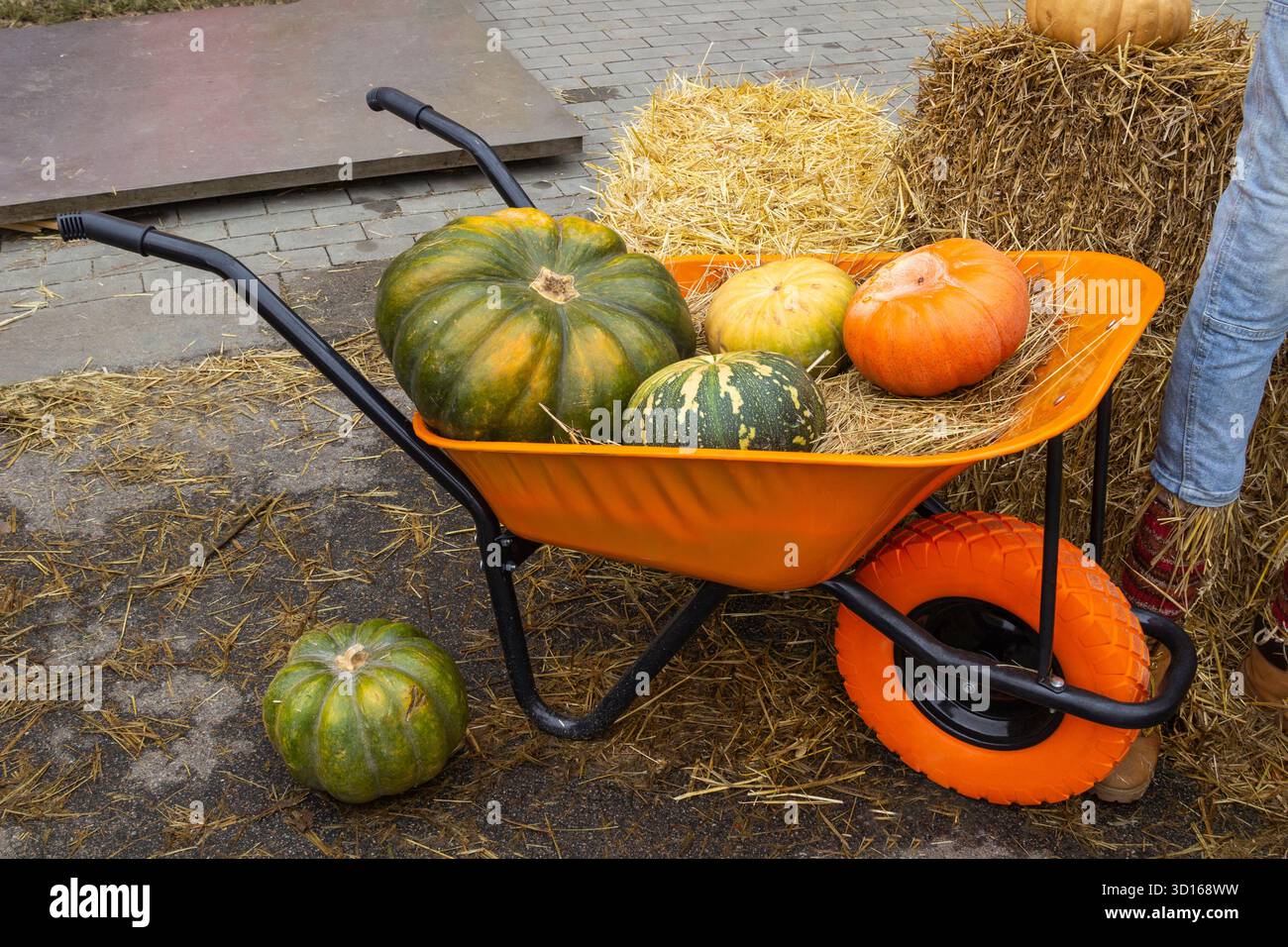 Grüne Kürbisse in einer orangefarbenen Schubkarre. Ein Haufen Heu und ein Kürbis auf dem Boden. Stockfoto