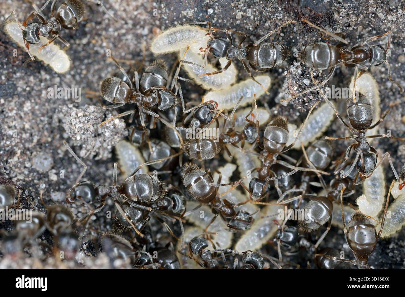 Gewöhnliche Gartenameisen (Lasius sp.) Sie retten ihre Larven, nachdem sie ihr Nest unter einem Felsen entdeckt haben. Stockfoto
