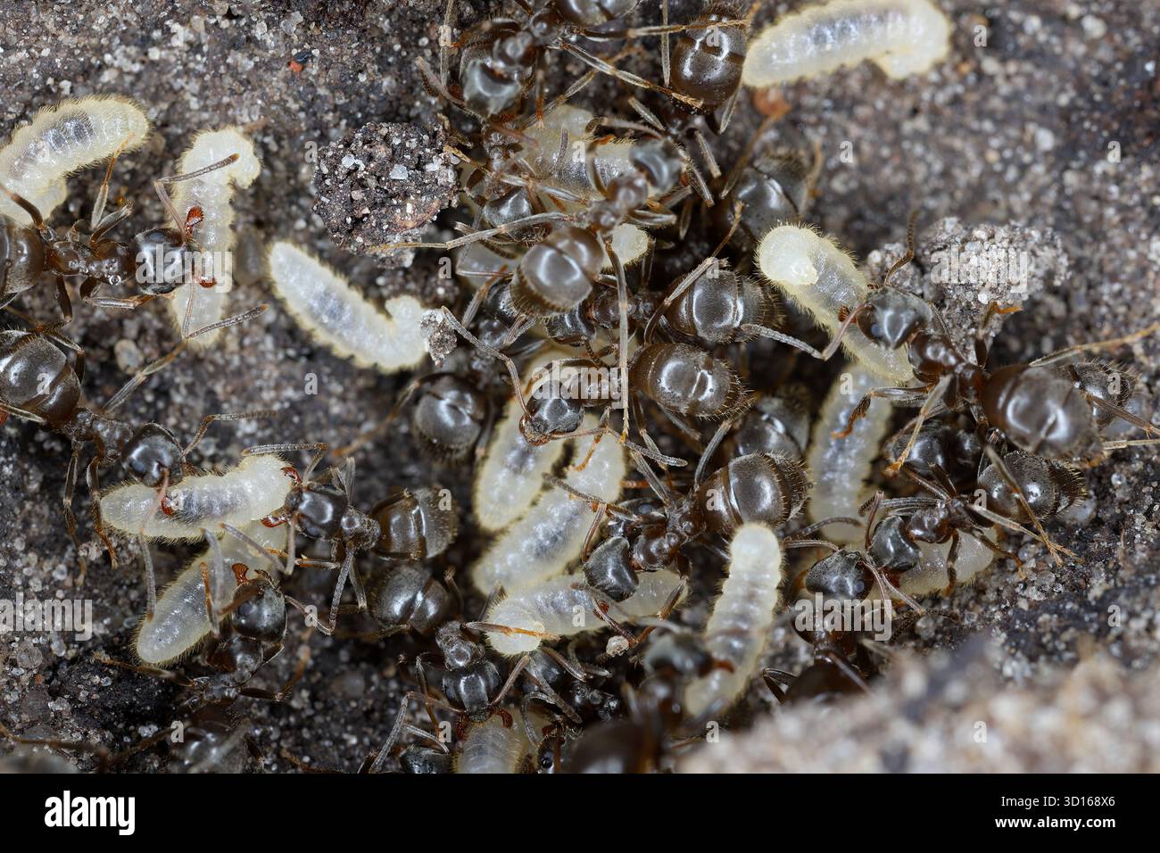 Gewöhnliche Gartenameisen (Lasius sp.) Sie retten ihre Larven, nachdem sie ihr Nest unter einem Felsen entdeckt haben. Stockfoto