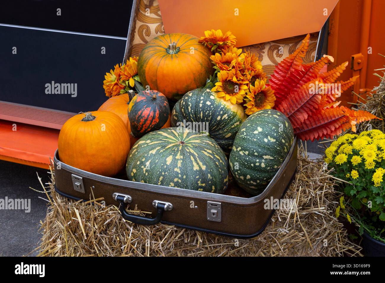 Grüne und orangene Kürbisse im Koffer, Installation auf einem Bauernmarkt. Stockfoto