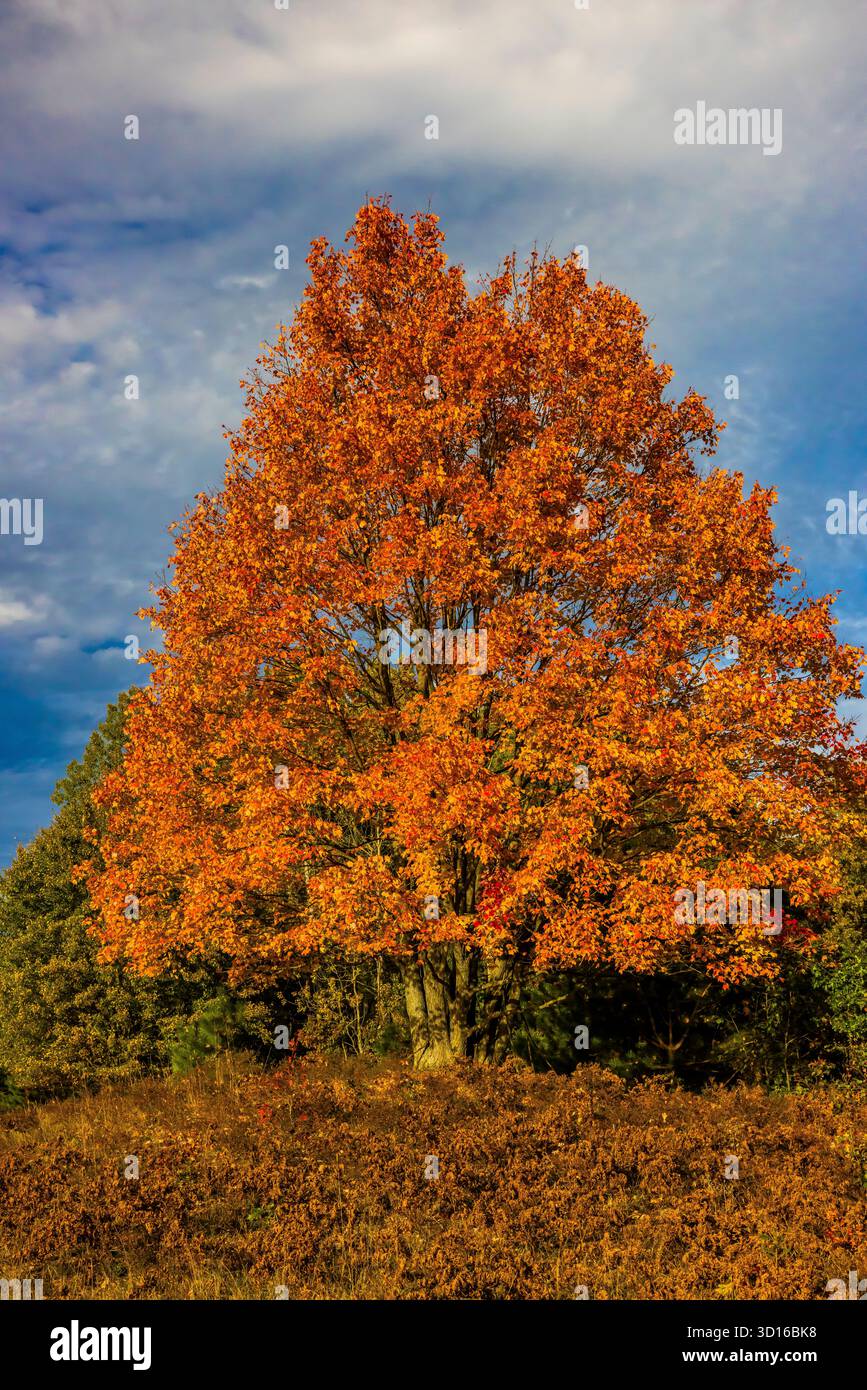 Mecosta County, Michigan, USA Stockfoto