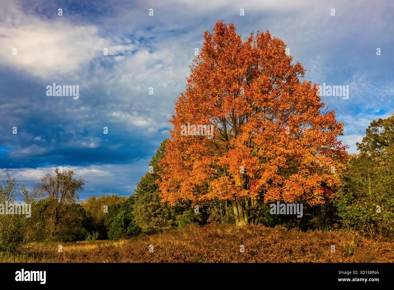 Sugar Maple, Acer saccharum, im Herbst im Mecosta County, Michigan, USA Stockfoto