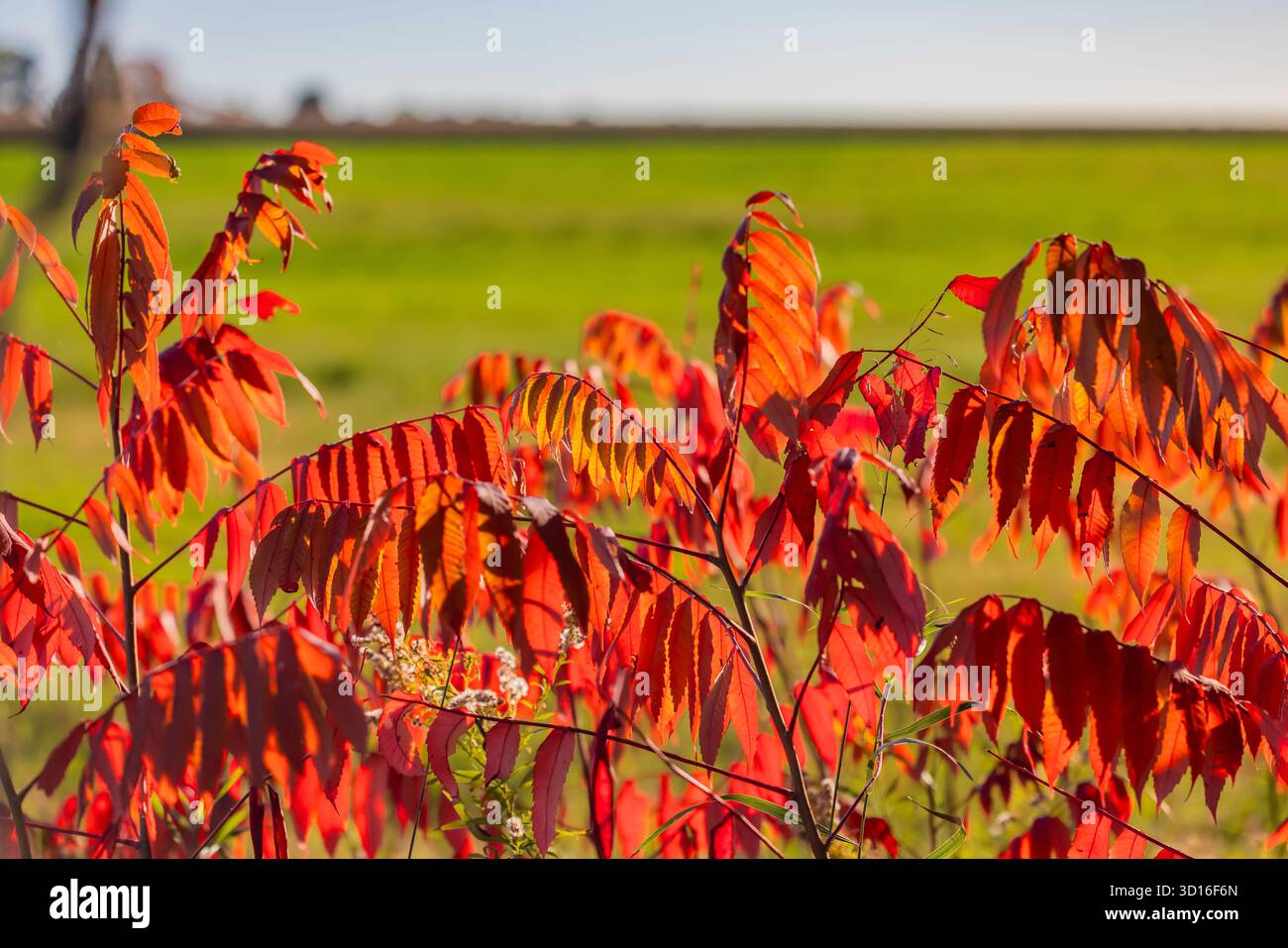 Glatter Sumac, Rhus glabra, in intensiver Herbstfarbe, Mecosta County, Michigan, USA Stockfoto