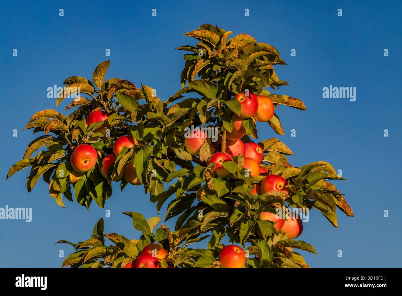 Mecosta County, Michigan, USA Stockfoto