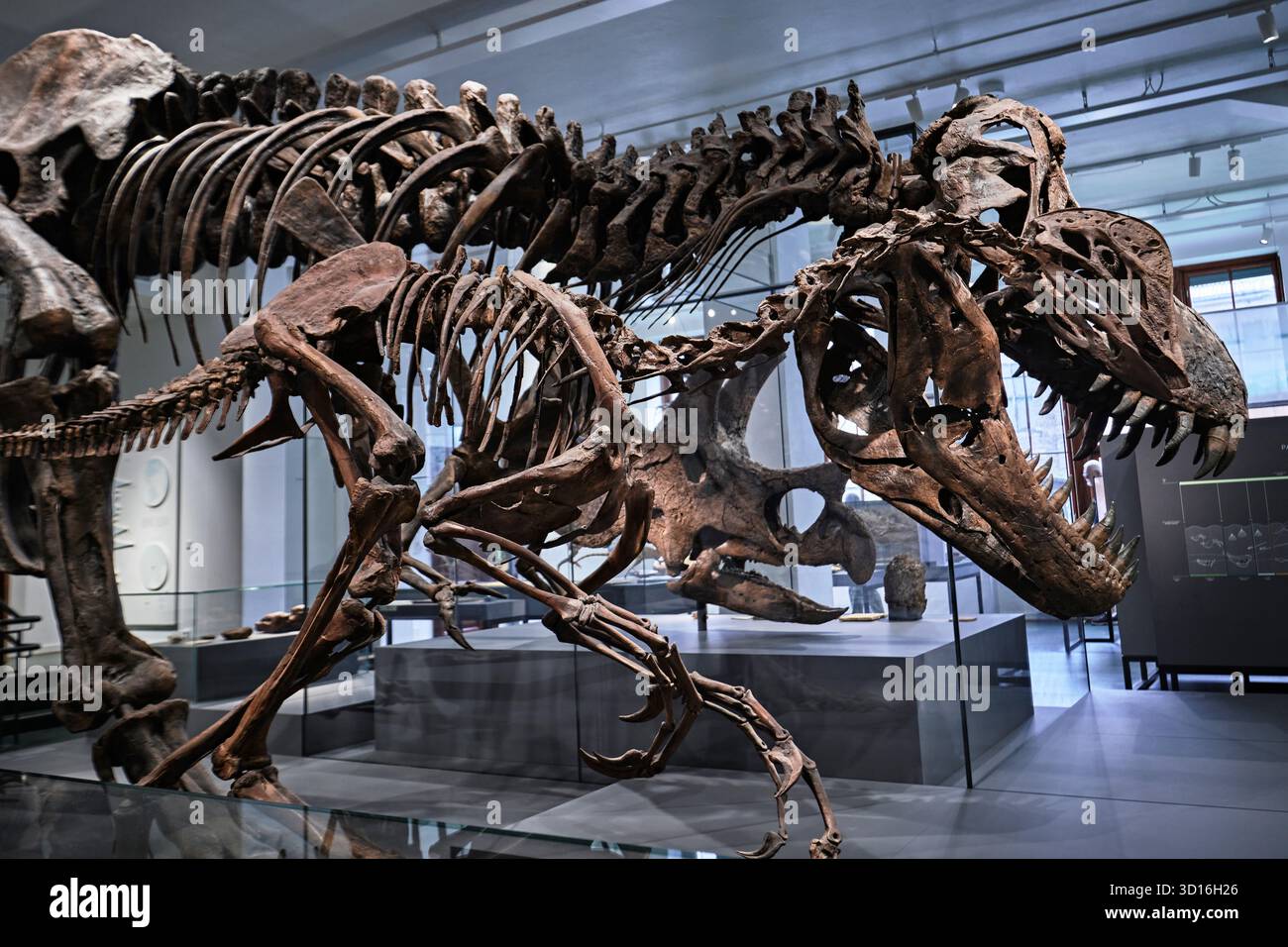 Oslo, Norwegen - 6. September 2025: Ausstellung Evolution of Life im Naturkundemuseum. Tyrannosaurus Rex Skelett Stockfoto