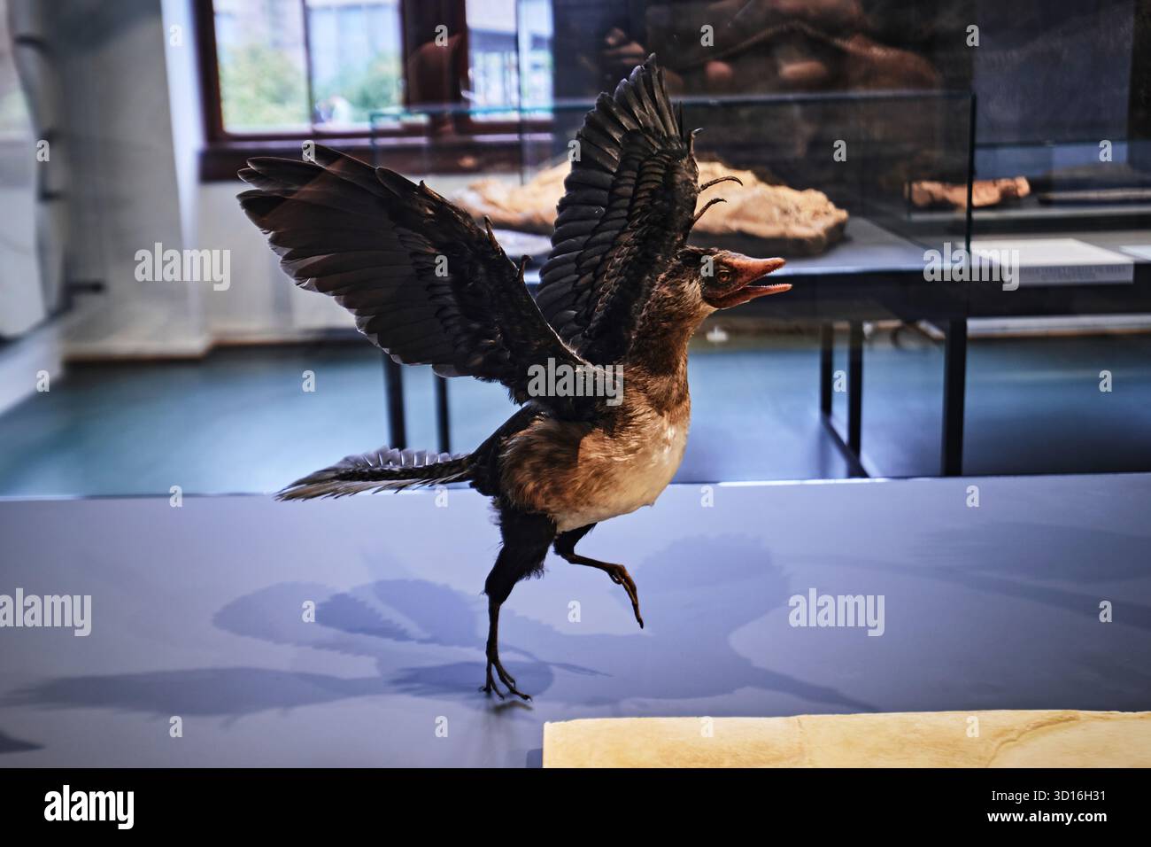 Oslo, Norwegen - 6. September 2025: Early Bird Confuciornis Sanctus gefiedertes Dinosauriermodell aus dem Naturkundemuseum in Oslo Stockfoto