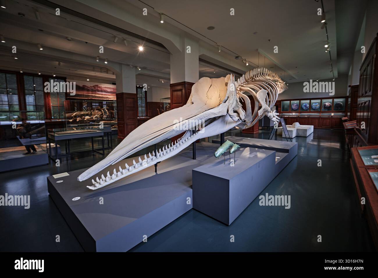 Oslo, Norwegen - 6. September 2025: Ein Bild eines Pottwalskeletts im Naturhistorischen Museum von Oslo Stockfoto