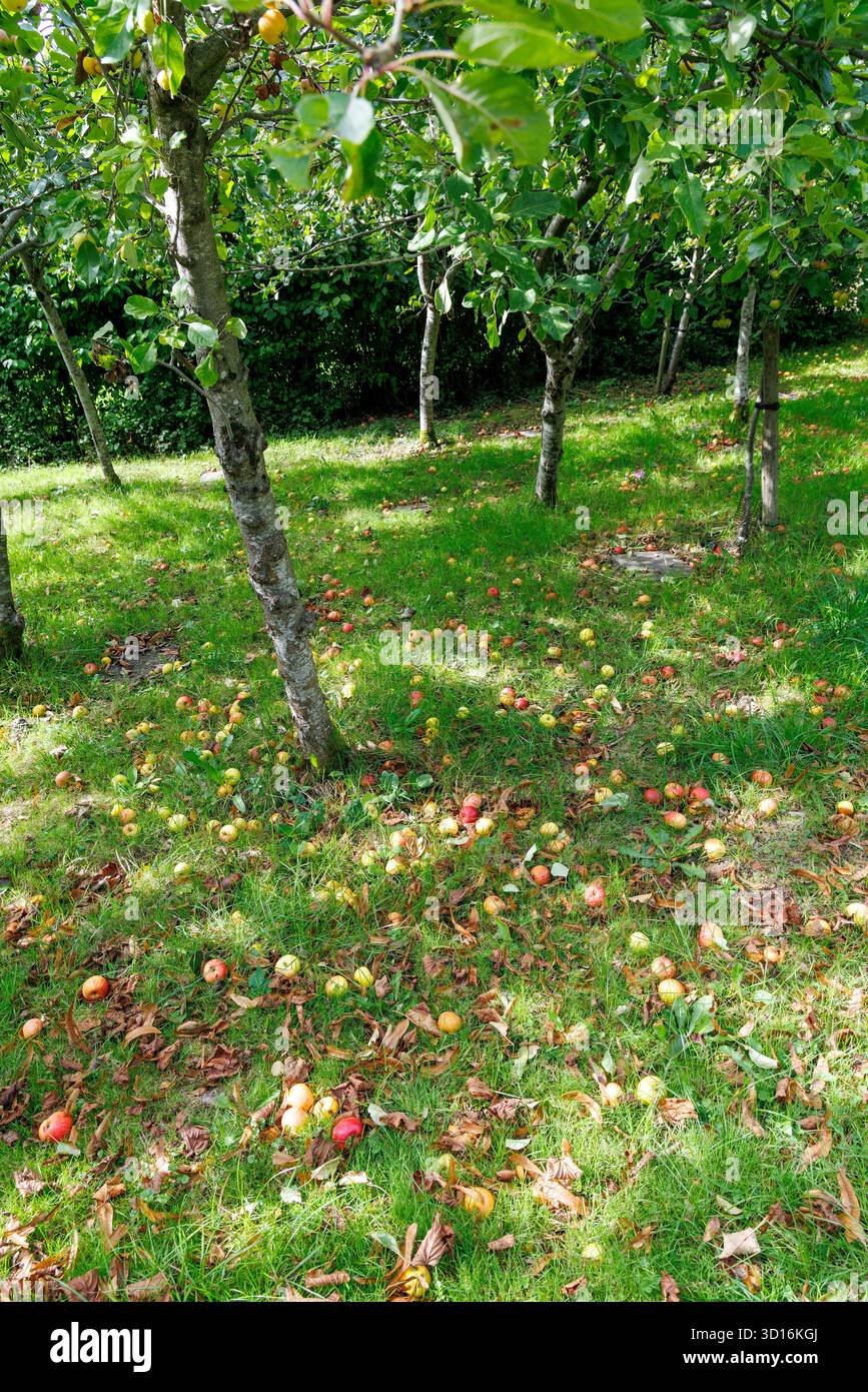 Windfall Apfel, England, Großbritannien Stockfoto