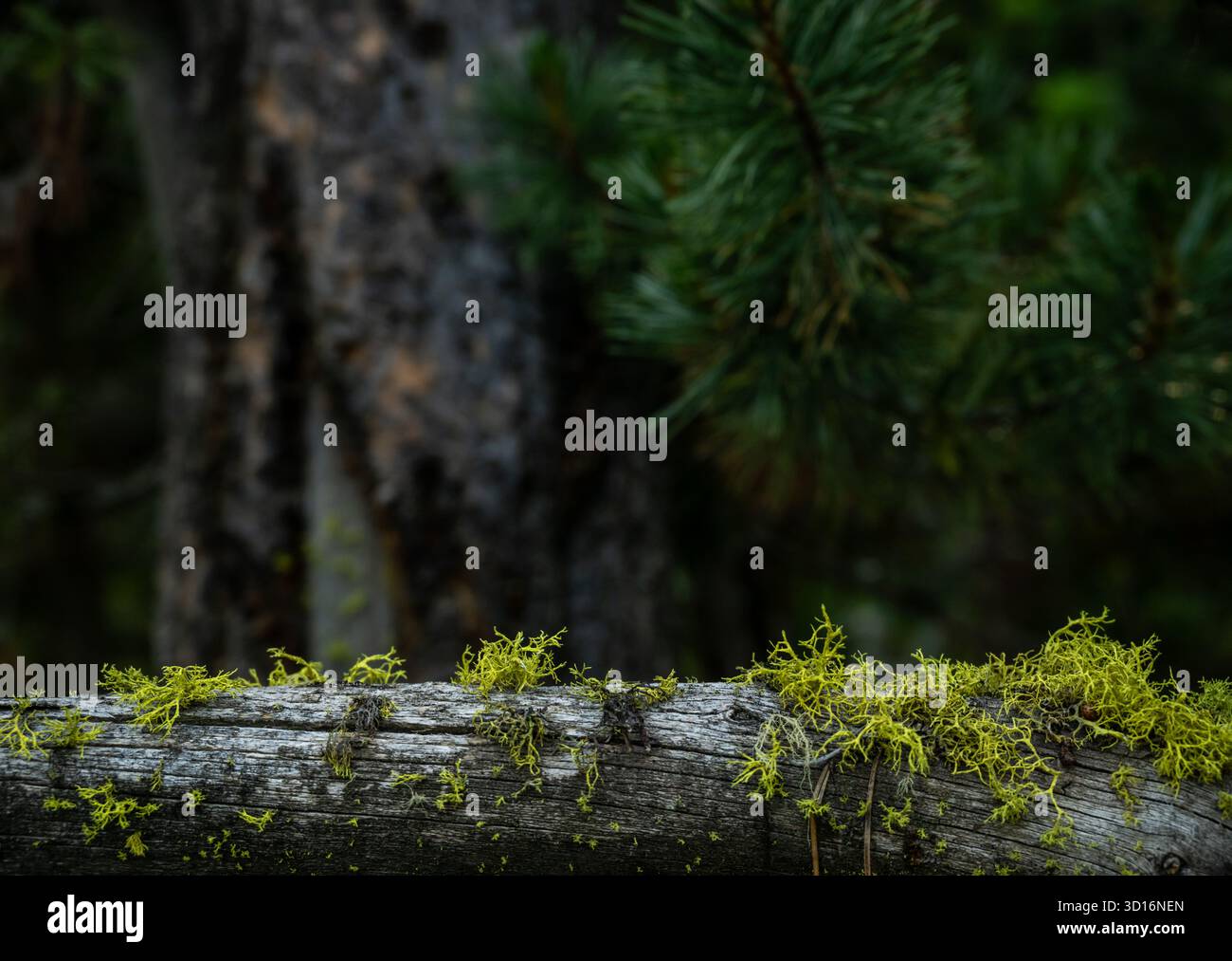 Hellgrünes Moos Auf Baumstamm Mit Kopierraum Darüber Stockfoto
