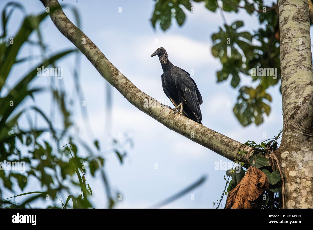 Wilder Schwarzgeier (Coragyps atratus), der auf einem Ast im Amazonas-Regenwald bei Nauta, Loreto, Peru, 2024 thront. Stockfoto