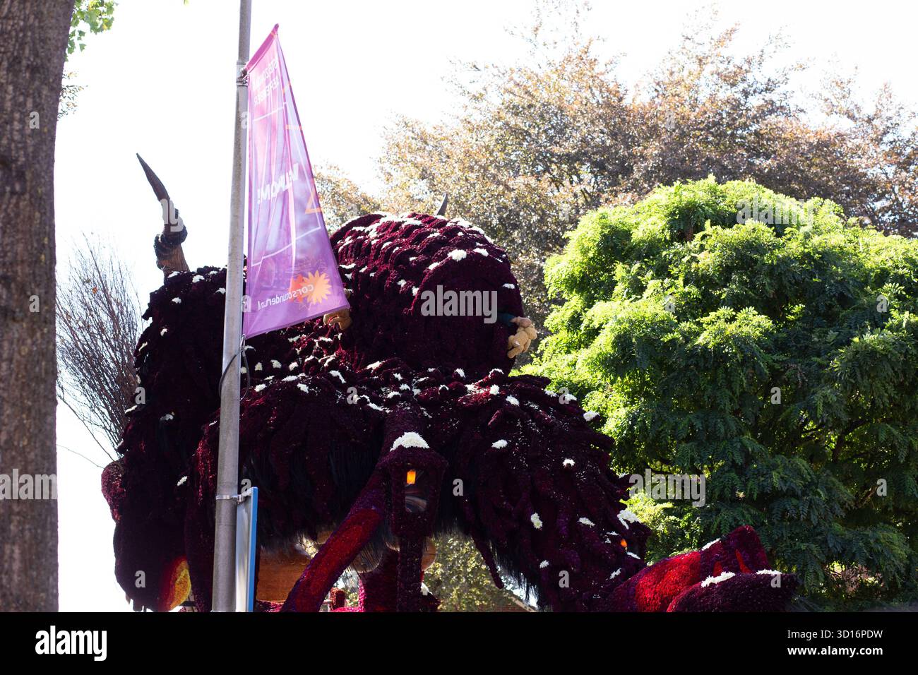 Massive Dahlienparade mit tiefen burgunderroten und weichen Pastellblöcken, sichtbarer Strukturgestaltung, Sonnenlicht-Kontrast, Outdoor-Festival Stockfoto