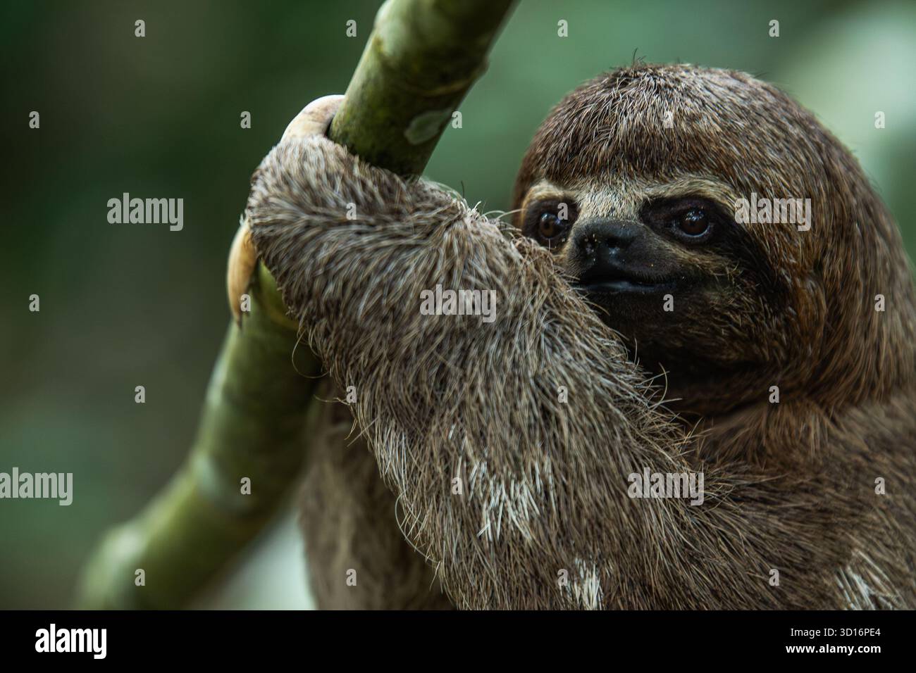 Porträt eines dreizehigen Bradypus variegatus (Bradypus variegatus) in seinem natürlichen Lebensraum im Amazonas-Regenwald bei Nauta, Loreto, Peru, 2024. Stockfoto