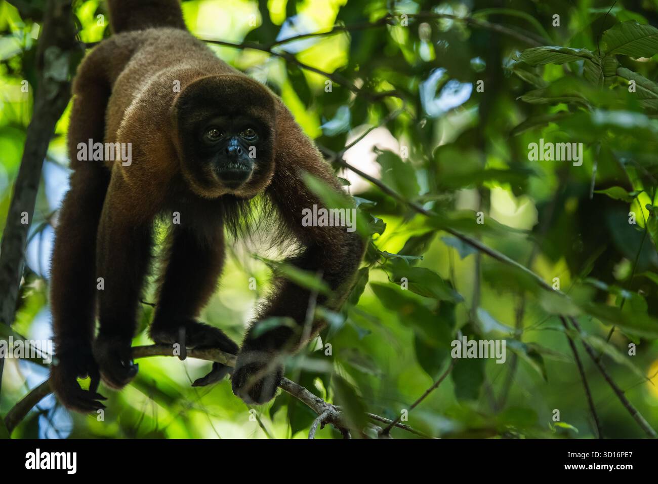 Wilder peruanischer roter Brüllaffen (Alouatta seniculus), der durch die Baumkronen im Amazonas-Regenwald in der Nähe von Nauta, Loreto, Peru, 2024 bewegt. Stockfoto