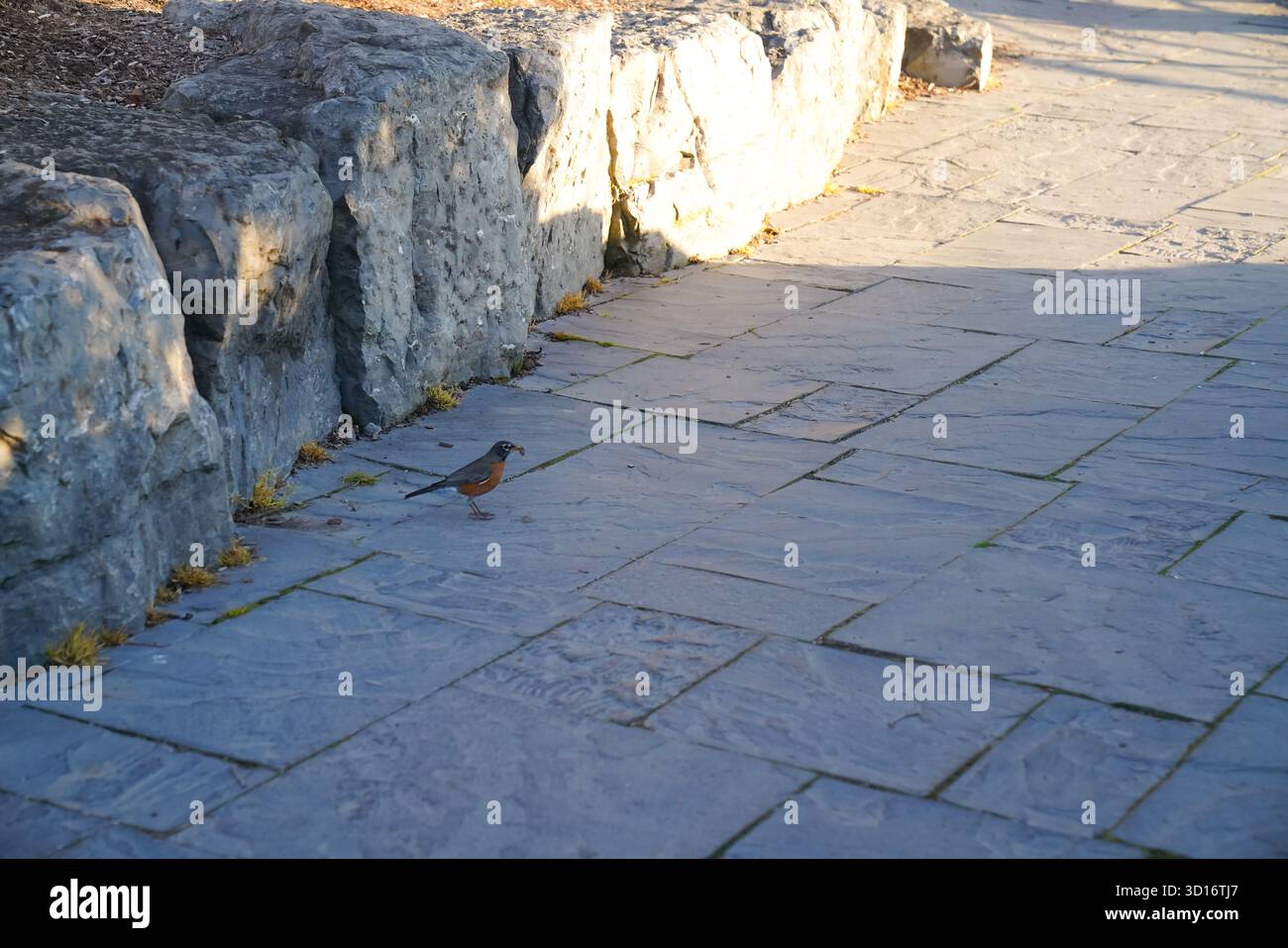 Ein einsamer amerikanischer robin steht auf einem gepflasterten Gehweg in der Nähe von Steinmauern, beleuchtet durch das warme Abendlicht im Niagara Falls State Park Stockfoto