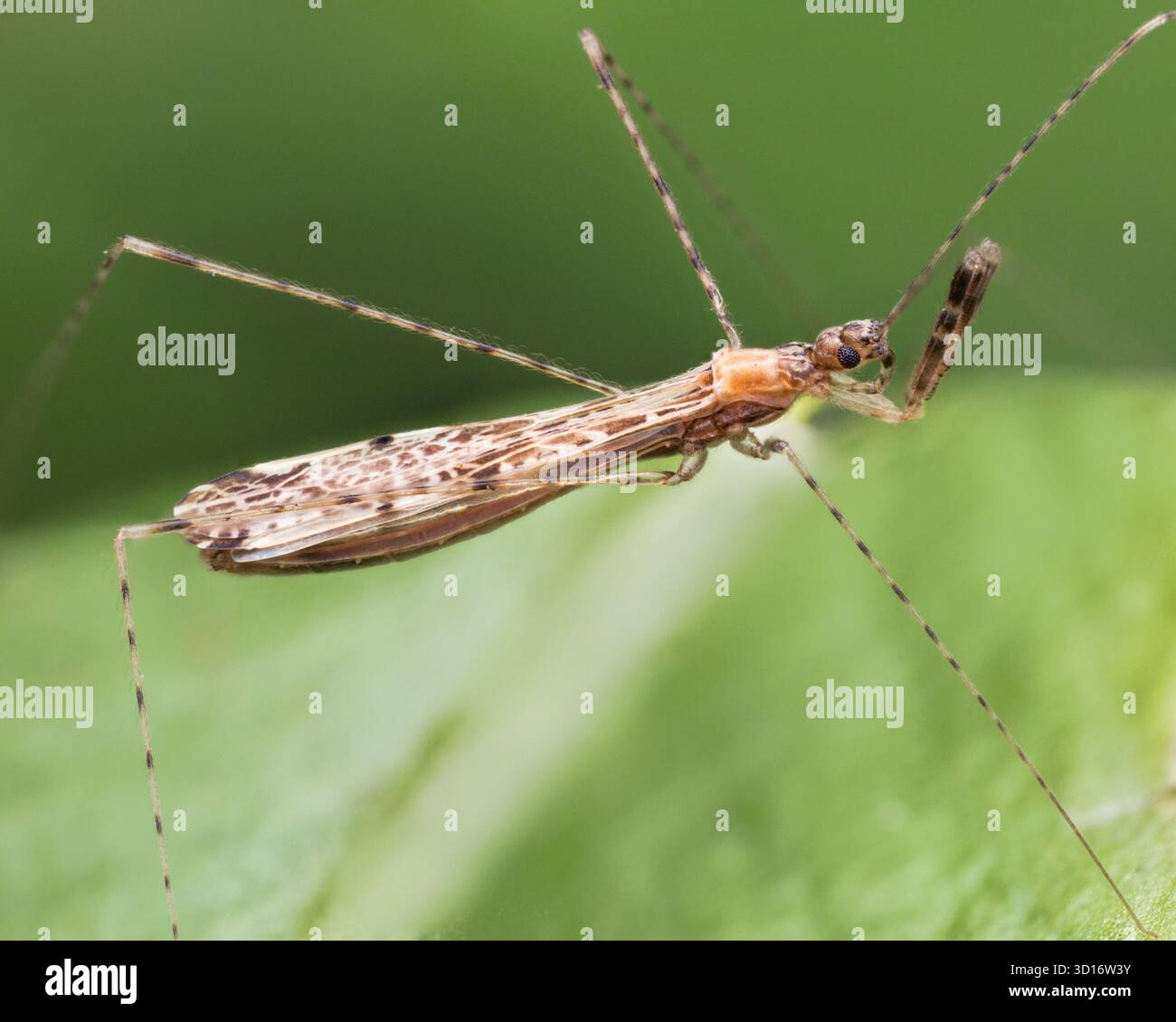 Empicoris vagabundus fadenbeinige Käfer krabbeln auf Blatt. Tipperary, Irland Stockfoto