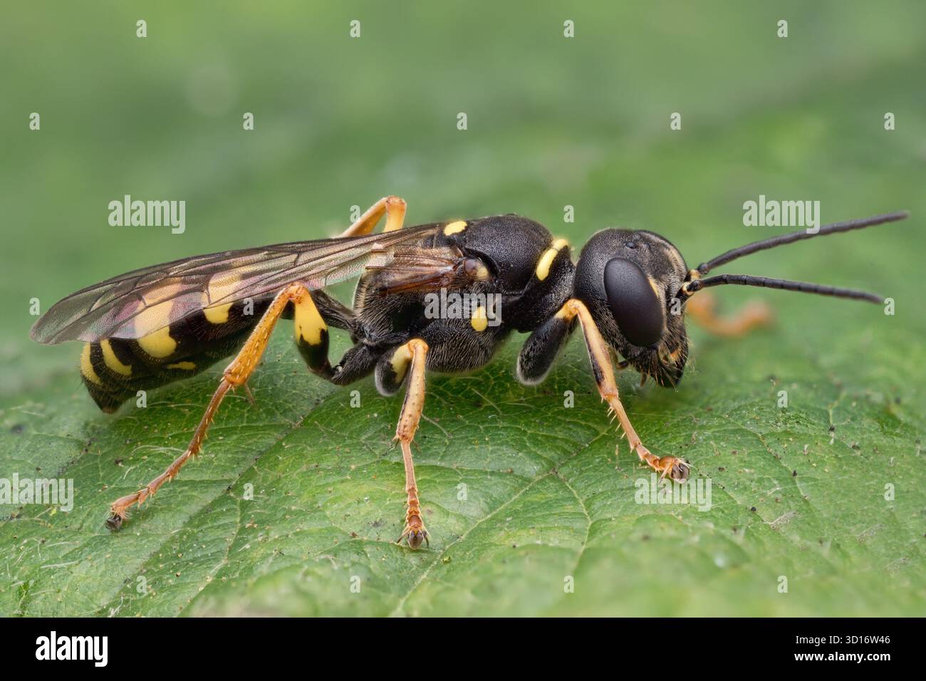 Field Digger Wasp (Mellinus arvensis), die auf Pflanzenblatt ruht. Tipperary, Irland Stockfoto