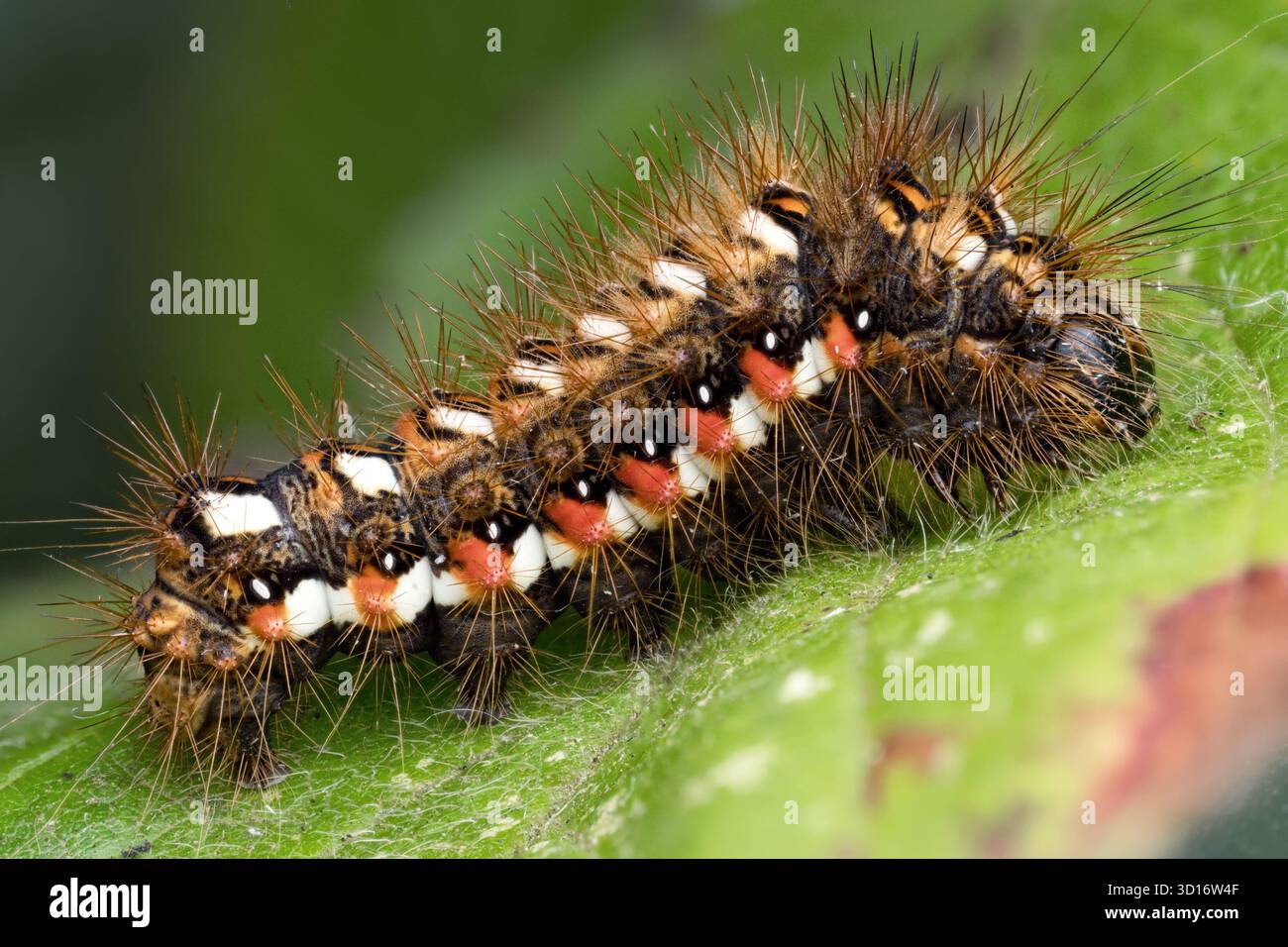 Knoten Grasmotte raupe (Acronicta rumicis) auf Blatt. Tipperary, Irland Stockfoto