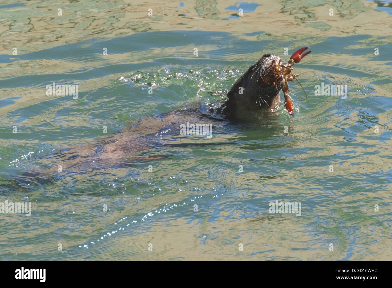 Nordamerikanischer Flussotter (Lontra canadensis), der im Pit River, Shasta County, Kalifornien, einen Krebs isst. Stockfoto