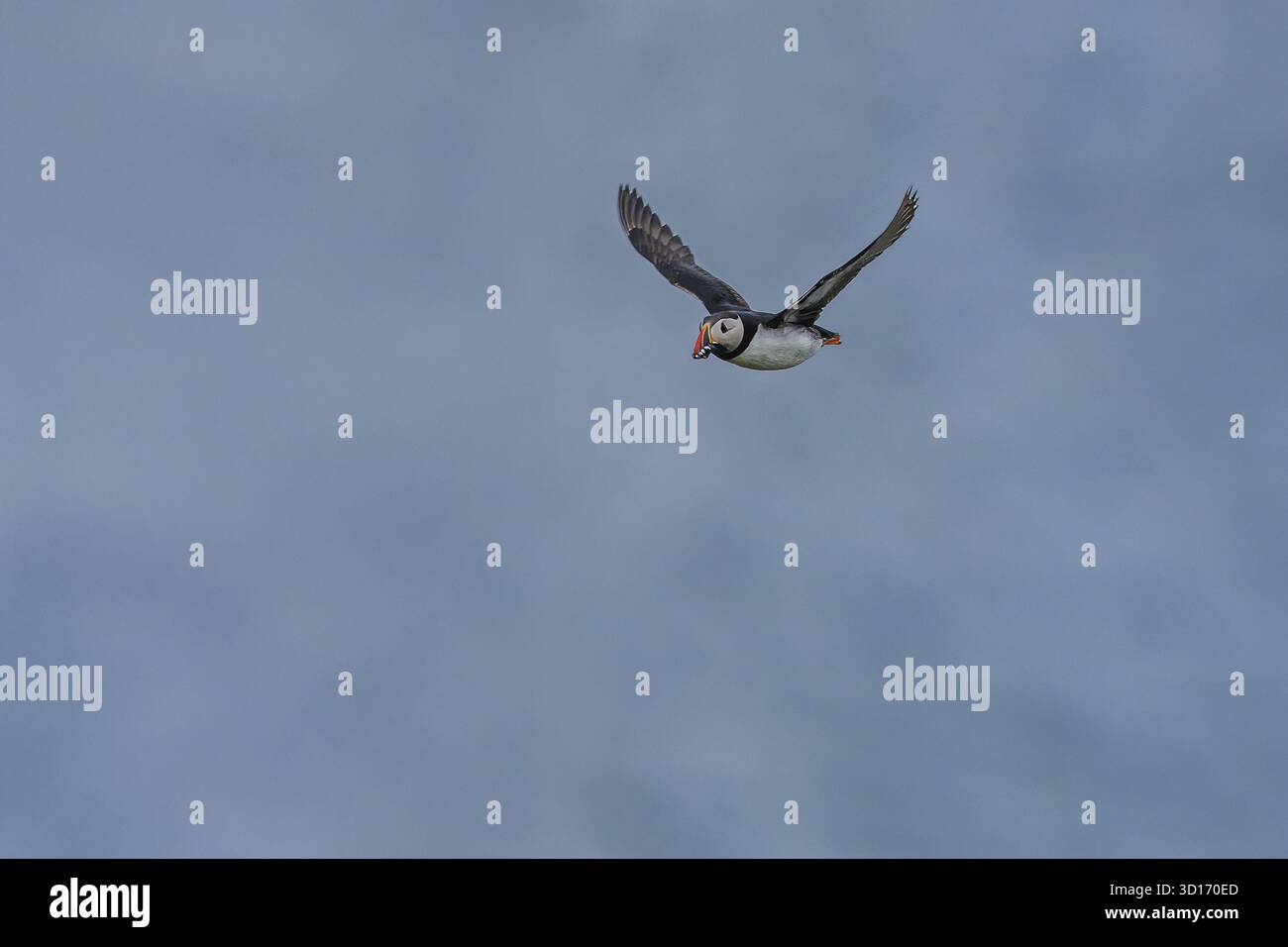 Ein Atlantischer Puffin (Fratercula arctica) fliegt über die ruhige Meeresoberfläche und trägt Fische in seinem farbenfrohen Schnabel. Stockfoto