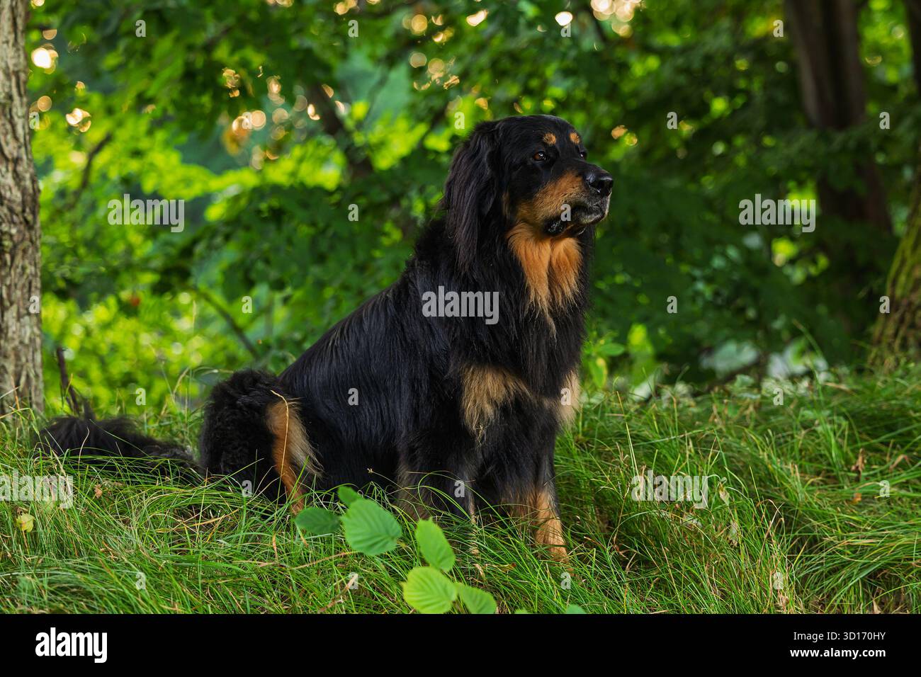 Ein starker Hovawart (Canis Lupus familiaris) steht wachsam zwischen Bäumen in einem üppig grünen Wald, in dem die Sommersonne durchscheint. Stockfoto