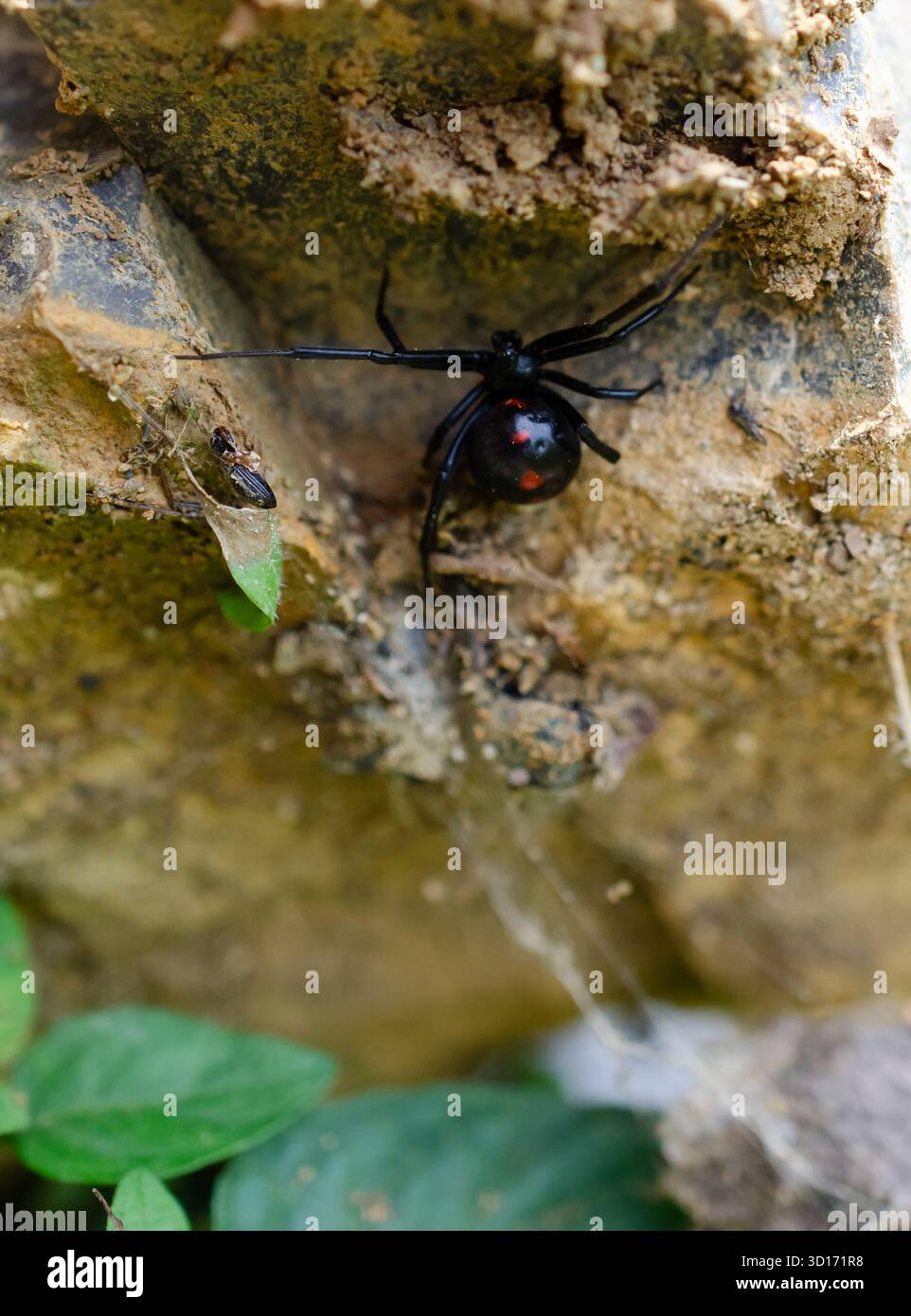 Black Widow Spider in natürlicher Umgebung im Freien. Rote Sanduhr auf dem Unterleib dieser giftigen, glänzenden schwarzen Spinne. Giftiges Gift in dieser giftigen Spinne. Stockfoto