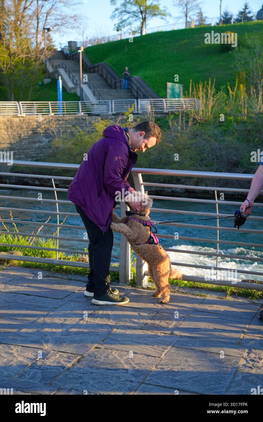 Ein Mann in einer lila Jacke beugt sich nach unten, um einen kleinen Hund in der Nähe eines Geländes mit Blick auf den Fluss im Niagara Falls State Park während des goldenen Abendlichts zu streicheln Stockfoto