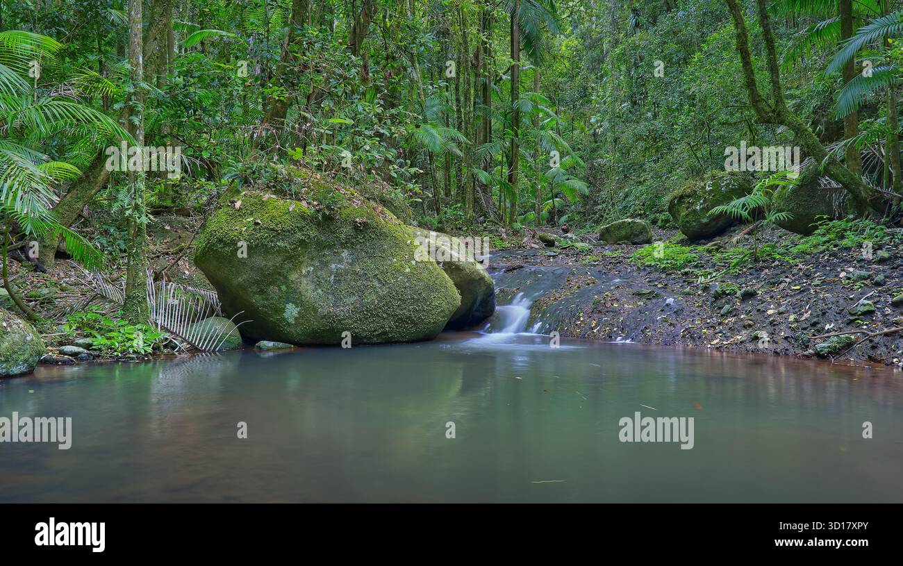 Pool entlang des Sheep Station Creek mit Kaskade über Felsen im Regenwald mit Palmen entlang Booyong Walk, Border Ranges National Park, NSW, Australien Stockfoto