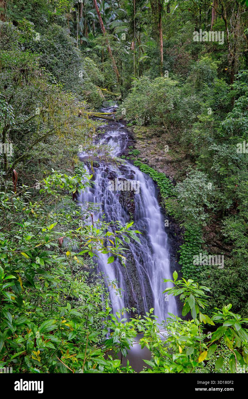 Lange Exposition des Creek der Schafstation, der über Brushbox Falls fließt, Regenwaldkaskade entlang des Booyong Walks, Border Ranges, NSW, Australien Stockfoto