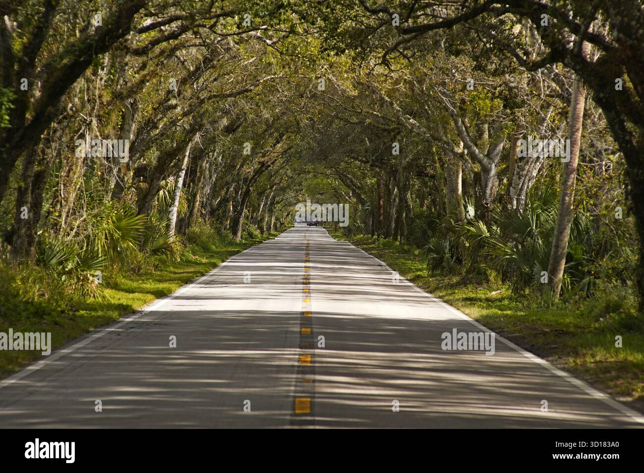 Martin Grade Scenic Highway, der das dichte Eichendach über der Straße zeigt Stockfoto