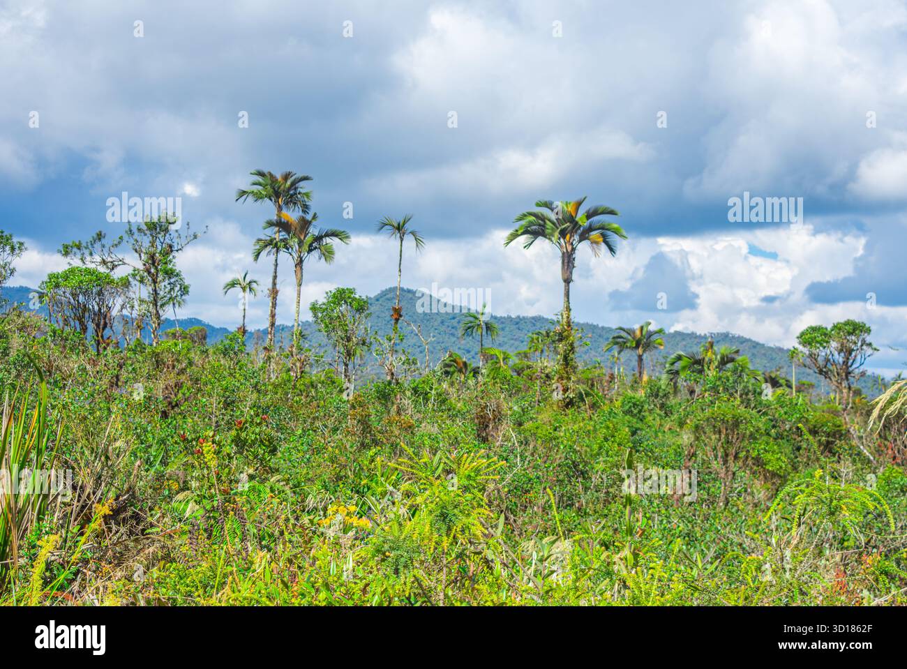Eine lebendige Szene, die das üppige Grün und die einzigartige Flora des Puracé-Nationalparks in Kolumbien zeigt und seine reiche Artenvielfalt unterstreicht. Stockfoto