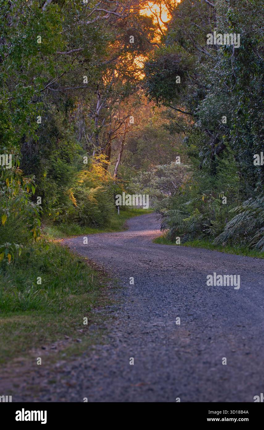 Die gewundene Schotterstraße führt um eine Kurve in der Ferne, während der Schacht des späten Nachmittagslichts durch die Bäume in Dorrigo, NSW, Australien, kommt Stockfoto