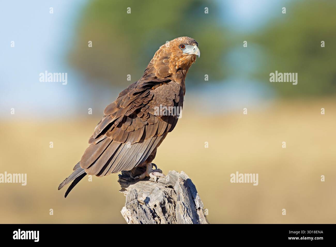 Ein unreifer Bateleur-Adler (Terathopius ecaudatus) auf einem Baumstumpf, Kalahari-Wüste, Südafrika Stockfoto