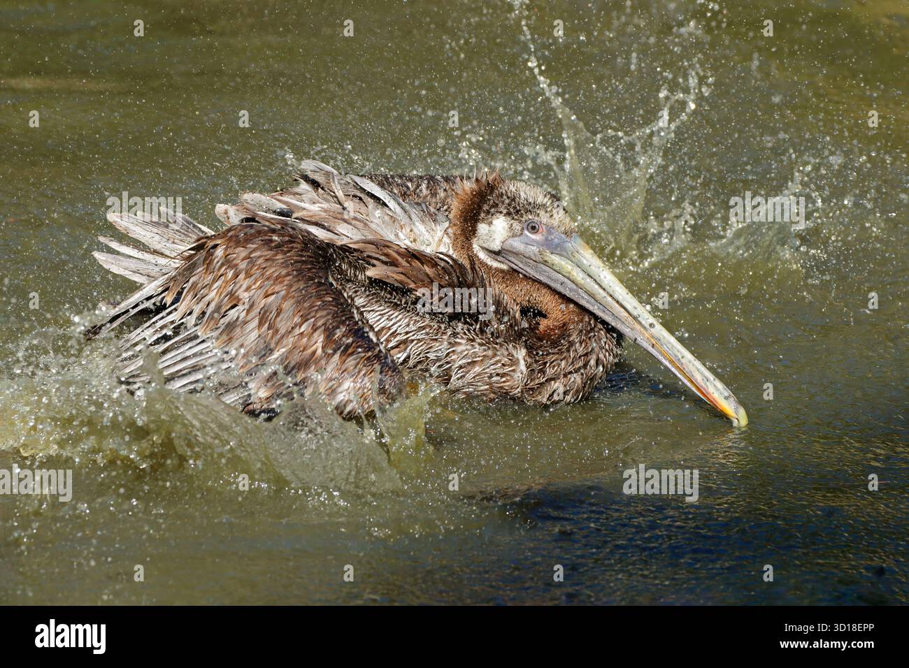 Ein brauner Pelikan (Pelecanus occidentalis), der in Wasser spritzt, Amerika Stockfoto