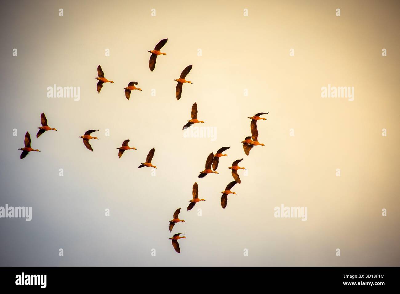 Eine Herde von Enten, die während der goldenen Stunde anmutig über den Himmel fliegen und die Schönheit der Migration und Freiheit in der Natur zeigen. Stockfoto