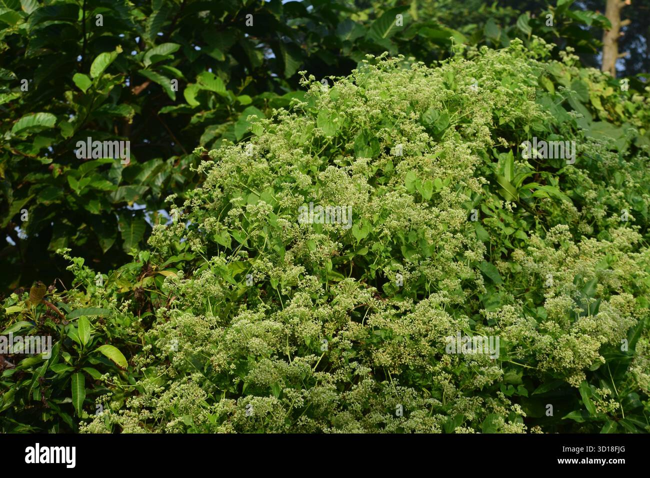 Mikania micrantha – Bitterrebe oder Kletterhanf Rebe, eine schnell wachsende tropische Pflanze Stockfoto