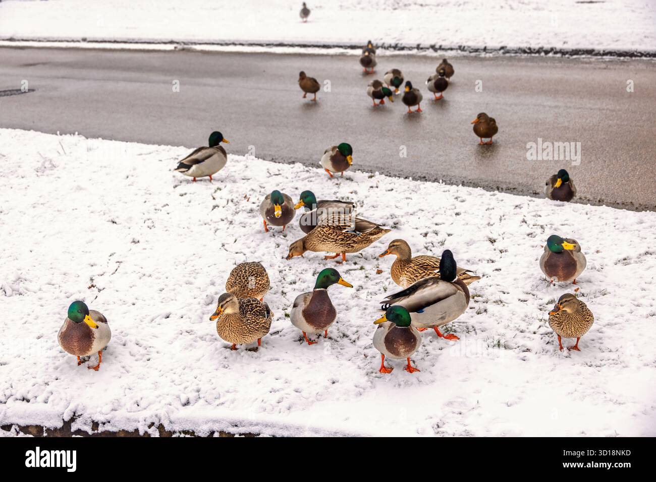 Eine Schar von Mallard-Enten auf einem verschneiten Boden an einer Straße Stockfoto