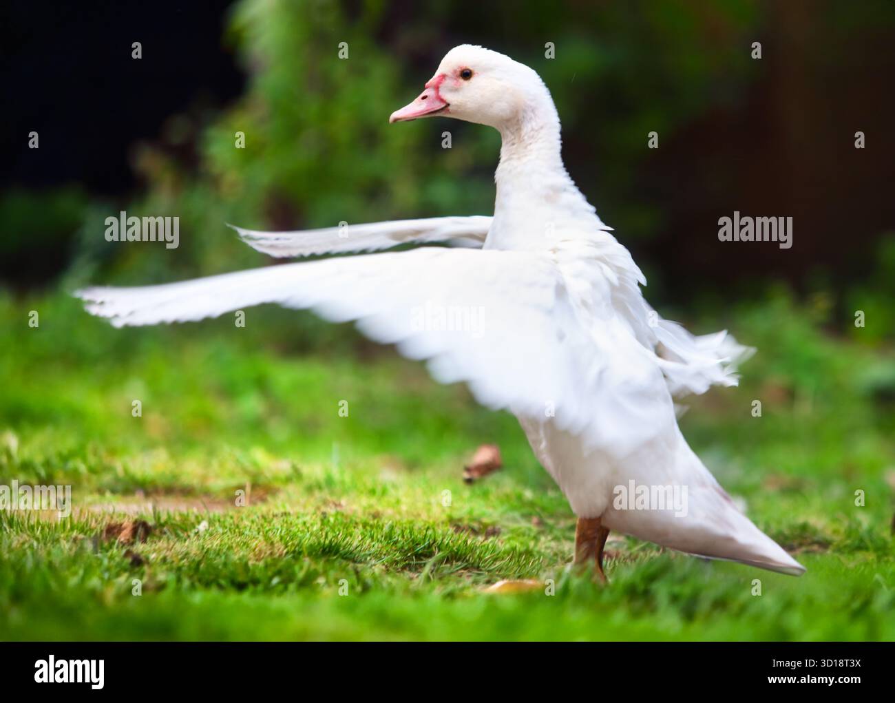 Weiße Hausente fliegt auf grünem Bauernhof Stockfoto