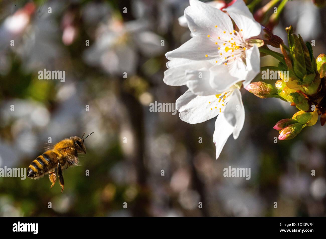 Eine Biene auf einer Blüte, australischer Frühling Stockfoto